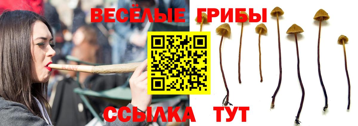 Элиста  Псилоцибиновые грибы Psilocybine cubensis  Вход с VPN 